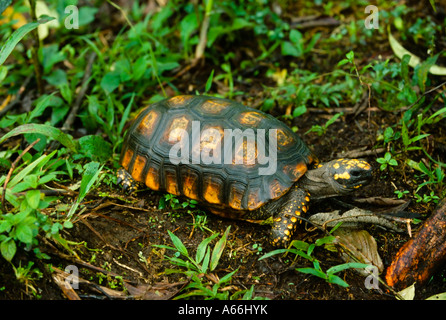 South American gelbe Footed Schildkröte (Geochelone Verbreitungsgebiet), Ecuador Stockfoto