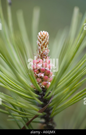 Föhren männlichen Kegel. Pinus Sylvestris. England. VEREINIGTES KÖNIGREICH. Stockfoto