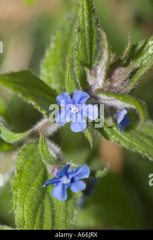 Grüne Alkanet. Pentaglottis Sempervirens. Boraginaceae Stockfoto
