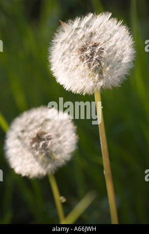 Ein Löwenzahn Uhr. Taraxacum. Stockfoto