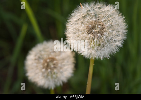 Ein Löwenzahn Uhr. Taraxacum. Stockfoto