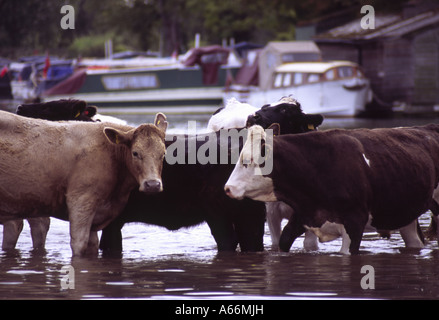 Kleine Herde von Milchkühen Stand Knie tief im Wasser, ihr Weideland verloren unter einer überfluteten Hafen Wiese, Oxford, UK Stockfoto