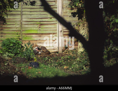 Urban Wildlife: eine verschlafene Rotfuchs (Vulpes Vulpes) in der Sonne am Ende des Gartens, 3 Kenilworth Ave, Oxford UK 2004 Gähnen Stockfoto