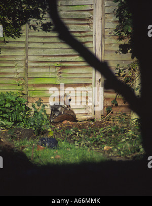 Städtischen Tierwelt: ein roter Fuchs (Vulpes Vulpes) Pflege in der Sonne am Ende des Gartens, 3 Kenilworth Ave, Oxford UK 2004 Stockfoto