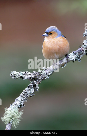 Buchfink-Männchen auf Flechten bedeckt branch Stockfoto