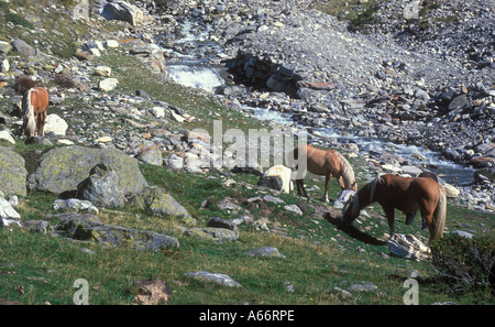 Haflingerpferde Weiden auf der Alm im Pfossental Süden Südtirol Alto Adige Italien Stockfoto