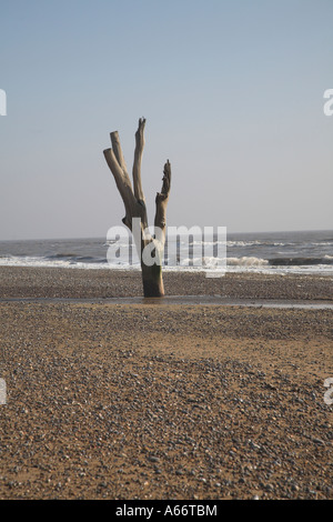 Dramatische toter Baumstamm und die Äste stehen am Strand bei Ebbe Benacre, Suffolk, England Stockfoto