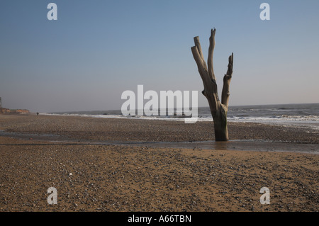 Dramatische toter Baumstamm und die Äste stehen am Strand bei Ebbe Benacre, Suffolk, England Stockfoto