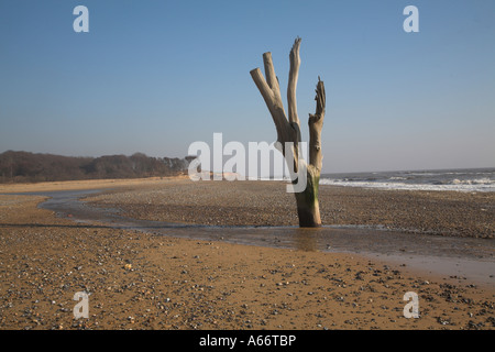 Dramatische toter Baumstamm und die Äste stehen am Strand bei Ebbe Benacre, Suffolk, England Stockfoto