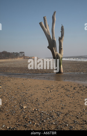 Dramatische toter Baumstamm und die Äste stehen am Strand bei Ebbe Benacre, Suffolk, England Stockfoto