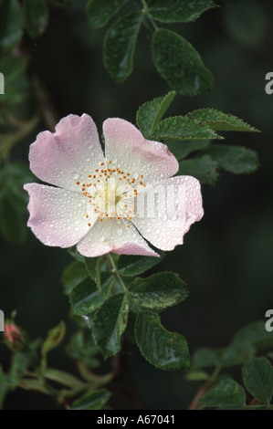 Hundsrose Rosa canina Stockfoto