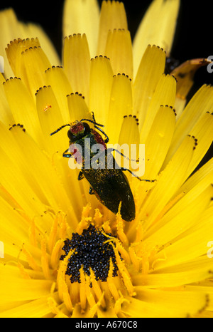 Anthaxia Hungarica weiblichen Coleoptera Buprestidae Larven ernähren sich von Eichenholz Stockfoto