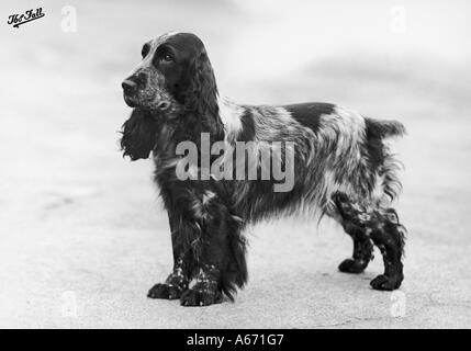 Fallen Crufts Sieger 48 50 Stockfoto