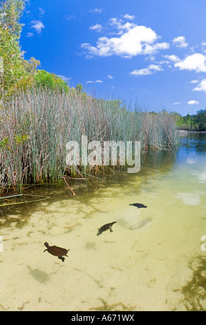 Süßwasser-Schildkröten schwimmen in dem klaren Wasser des Sees Allom auf Fraser Island Stockfoto