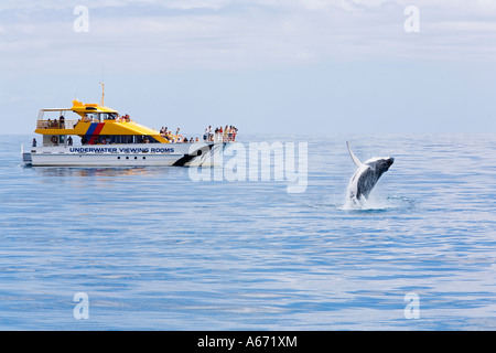 Ein Buckelwal (Impressionen Novaeagnliae) Verstöße gegen die in der Nähe von eine Whale-watching Boot aus Hervey Bay Stockfoto