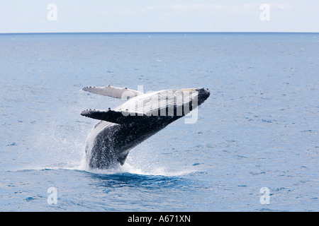 Ein Buckelwal (Impressionen Novaeagnliae) Verstöße gegen die in der Nähe von eine Whale-watching Boot aus Hervey Bay Stockfoto