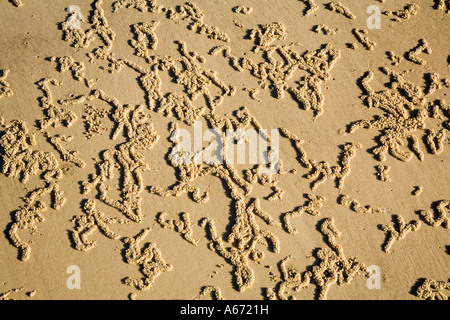 Schmirgeln Sie Kugel Muster am Strand auf Fraser Island die komplizierten Muster von Kolonien von Sand Bubbler Crabs erstellt werden. Stockfoto