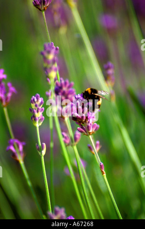 Lavendula Angustifolia Munstead Familienname Labiatae und Hummel Biene Stockfoto