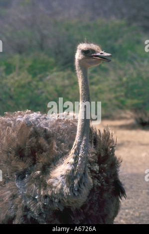 Strauß Familie Struthio Camelus STRUTHIONIDAE auf Straussenfarm in Curacao, Niederländische Antillen Stockfoto