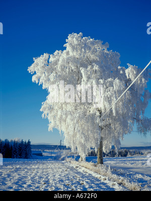 Frost bedeckt Baum in Winterlandschaft, Kløfta, in der Nähe von Oslo, Norwegen. Stockfoto