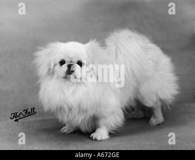 Herbst Pekinesen 1938 Stockfoto