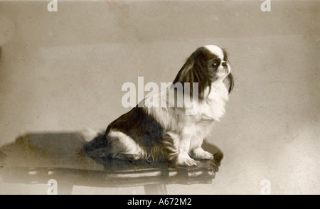 Pekingese um 1915 Stockfoto