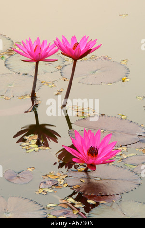 Indien rote Teich Seerose Nymphaea Rubra blüht bei Sukhothai Park Thailand Stockfoto