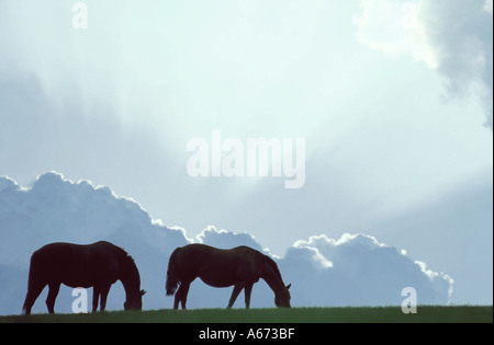Vollblut Stuten grasen am Horizont mit Strahlen der Sonne hinter Wolken als Kulisse Mark J Barrett 2000 Stockfoto