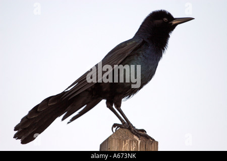 Boot angebundene Grackle männlich auf Post in Ft Myers Florida Stockfoto