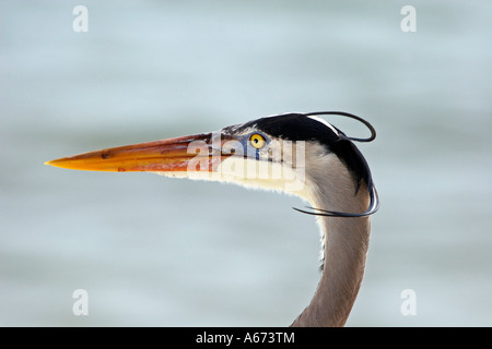 Great Blue Heron Nahaufnahme des Kopfes Sanibel Island Florida Stockfoto