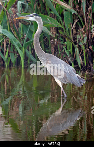 Great Blue Heron Wandern in Kanal Ft Myers Florida Stockfoto