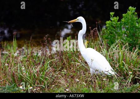Silberreiher Essen ein Insekt neben Sumpf Südwest Florida Stockfoto