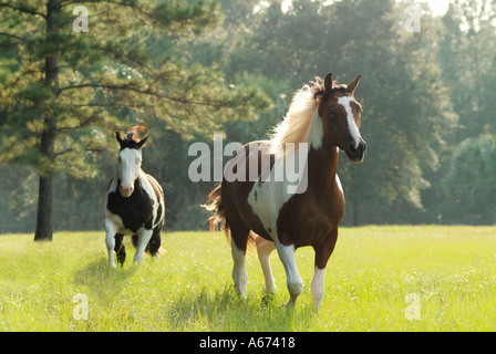 American Paint Horse Fohlen und Wallach Stockfoto