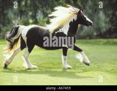 Eine Stute Gypsy Vanner Pferd trabt über Koppel mit Schweif und Mähne fliegen Stockfoto