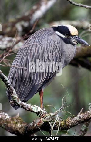 Gelb-gekrönter Nachtreiher in Zucht Gefieder Südwest Florida Stockfoto