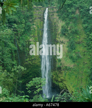 Akaka Falls Hawaii Big Island Stockfoto