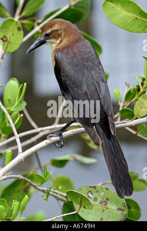 Boot-angebundene Grackle weiblich im Baum Naples Florida Stockfoto