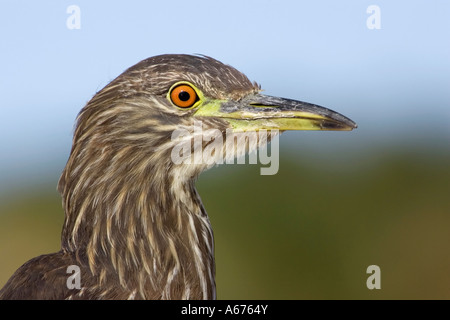 Schwarz gekrönt Nachtreiher juvenile Gesichtsbesamung Nahaufnahme Studie Stockfoto