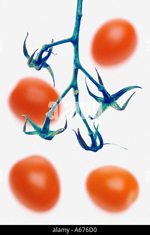 Out-of-Fokus Tomaten und Stiel Stockfoto