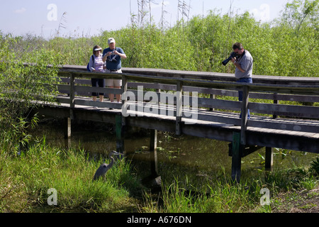 Touristen fotografieren ein Reiher auf dem Anhinga Trail in den Everglades National Park im Süden Floridas Stockfoto