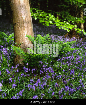 leuchtend grüne Farne, umgeben von Glockenblumen gegen einen Baumstamm Stockfoto