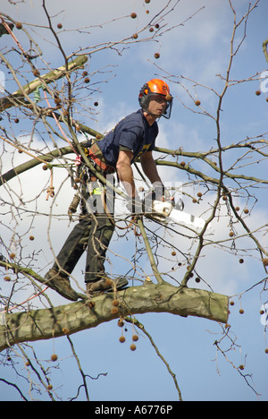 Baum-Feller arbeiten hoch über dem Straßenniveau, überhängende Äste zu schneiden Stockfoto