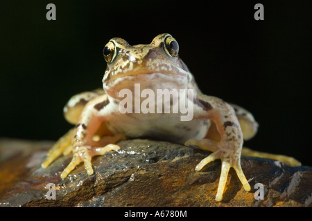 Grasfrosch, Rana temporaria Stockfoto