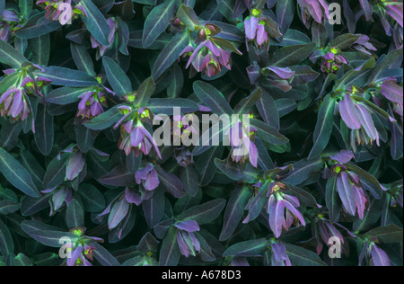 Euphorbia Amygdaloides Purpurea Stockfoto