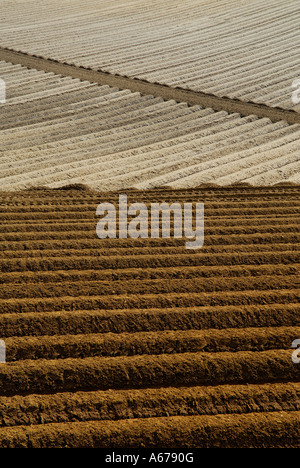 gepflügten Furchen im Bereich, Norfolk, england Stockfoto