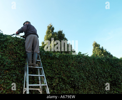 Mann schneiden Hecke auf Leitern Stockfoto