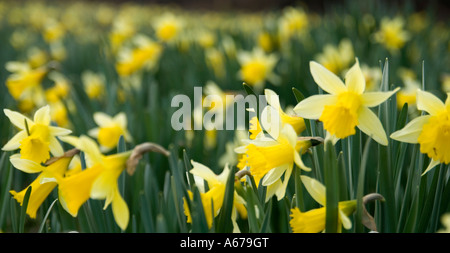 Frühling-Farbe der wilden Narzissen, West Midlands Stockfoto