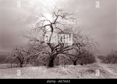 landschaftliche Schönheit Baum mit Eis und stürmischen Himmel Stockfoto