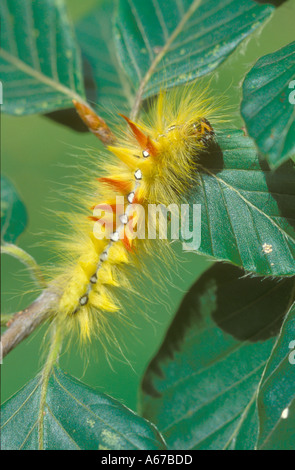 Bergahorn Falter Raupe Stockfoto