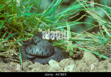 Blutjunge Küken Ringelnatter A Stockfoto